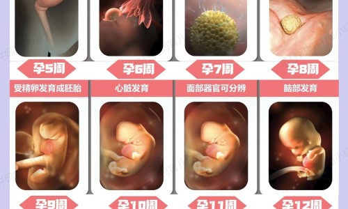 权威何首乌能治白头发吗平台,分享专业何首乌能治白发变黑发知识_何首乌治白头发效果怎么网